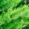 Leyland Cypress Tree Cuttings - 20 Fresh Plants for Privacy Screen and Hedge