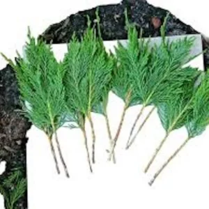 Leyland Cypress Tree Cuttings - 20 Fresh Plants for Privacy Screen and Hedge