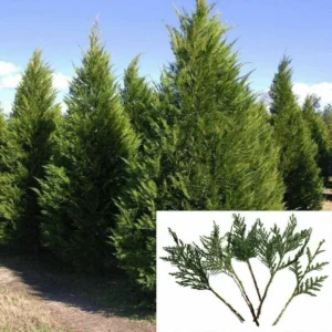 Leyland Cypress Tree Cuttings - 20 Fresh Plants for Privacy Screen and Hedge