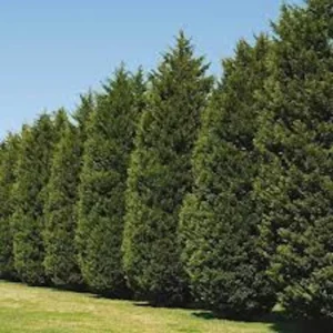 Leyland Cypress Tree Cuttings - 20 Fresh Plants for Privacy Screen and Hedge