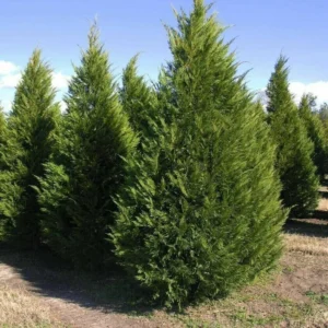 Leyland Cypress Tree Cuttings - 20 Fresh Plants for Privacy Screen and Hedge