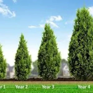 Leyland Cypress Tree Cuttings - 5 Pack - Fast Growing Privacy Hedge Plant