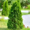 Leyland Cypress Tree Starter Plant - Bare Root Evergreen Hedge - Fast Growing