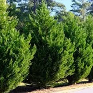 Leyland Cypress Tree Starter Plant - Bare Root Evergreen Hedge - Fast Growing
