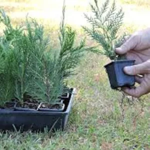 Leyland Cypress Tree Starter Plant - Bare Root Evergreen Hedge - Fast Growing