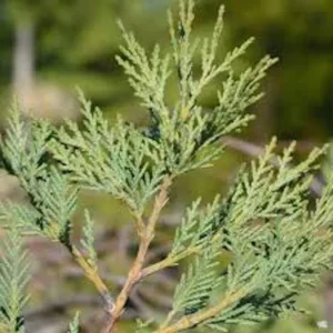 Leyland Cypress Tree Starter Plant - Bare Root Evergreen Hedge - Fast Growing
