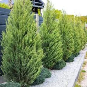 Leyland Cypress Tree Starter Plant - Bare Root Evergreen Hedge - Fast Growing