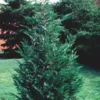 Leyland Cypress Trees 15 Pack - Evergreen Seedlings in 2.5 Inch Pots