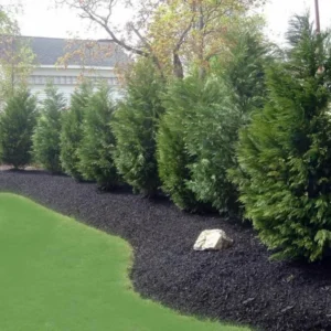 Leyland Cypress Trees 15 Pack - Evergreen Seedlings in 2.5 Inch Pots