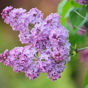 Lilac Syringa Vulgaris Plant - 8 Old Fashion Lilac Bushes - 9-14