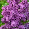 Lilac Syringa Vulgaris Plant - 8 Old Fashion Lilac Bushes - 9-14" Tall - Potted Shrub