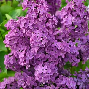 Lilac Syringa Vulgaris Plant - 8 Old Fashion Lilac Bushes - 9-14