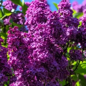 Lilac Syringa Vulgaris Plant - 8 Old Fashion Lilac Bushes - 9-14
