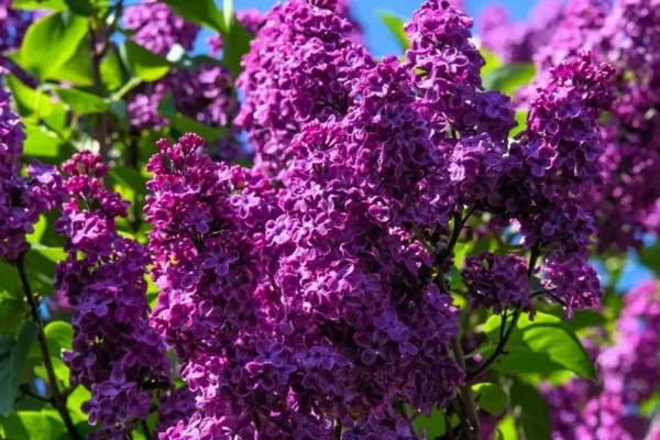 Lilac Syringa Vulgaris Plant - 8 Old Fashion Lilac Bushes - 9-14" Tall - Potted Shrub