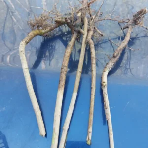 Lilac Tree Bare Roots - Purple & White Syringa Vulgaris - 5-8 Inch Flowering Shrub