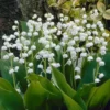 Lily of The Valley Bare Roots - 5 Pips - May Birth Flower - White Flowering Plant