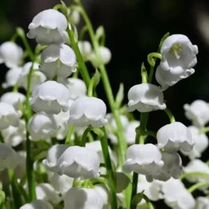 Lily of The Valley Bare Roots - 5 Pips - May Birth Flower - White Flowering Plant