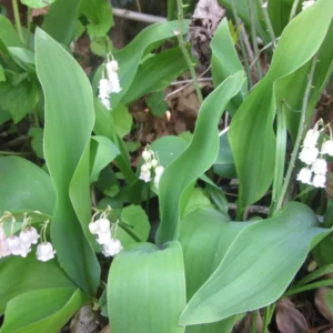 Lily of The Valley Bare Roots - 5 Pips - May Birth Flower - White Flowering Plant
