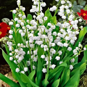 Lily of The Valley Bare Roots - 5 Pips - May Birth Flower - White Flowering Plant