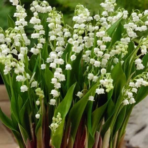 Lily of The Valley Bare Roots Pips - 50 Pack - White Flowers - Convallaria Majalis