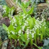 Lily of the Valley Bare Roots 10 Pips - May Birth Flower Convallaria Majalis - White Shade Plant