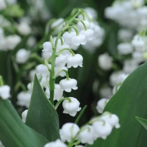 Lily of the Valley Bare Roots 10 Pips - May Birth Flower Convallaria Majalis - White Shade Plant