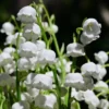 Lily of the Valley Bare Roots 10 Pips - May Birth Flower Convallaria Majalis - White Shade Plant