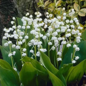 Lily of the Valley Bare Roots 10 Pips - May Birth Flower Convallaria Majalis - White Shade Plant