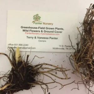 Lily of the Valley Roots - 5 Rhizomes - May Lily - Fragrant Spring Blooms