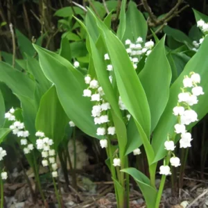 Lily of the Valley Roots - 5 Rhizomes - May Lily - Fragrant Spring Blooms