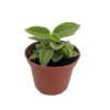 Limey Pixie Compact Peperomia Plant - 2.5 Inch Pot - Unique Indoor Plant