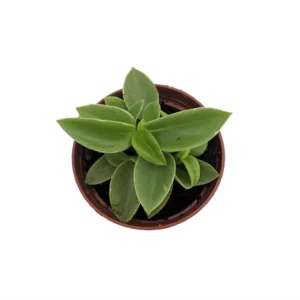 Limey Pixie Compact Peperomia Plant - 2.5 Inch Pot - Unique Indoor Plant