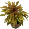 Lion's Mane Mini Copper Plant - Solenostemon - 2.5" Pot - Fiery House Plant