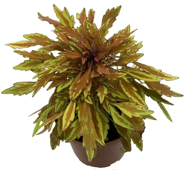 Lion's Mane Mini Copper Plant - Solenostemon - 2.5" Pot - Fiery House Plant