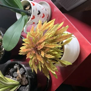 Lion's Mane Mini Copper Plant - Solenostemon - 2.5