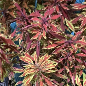 Lion's Mane Mini Copper Plant - Solenostemon - 2.5