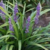 Liriope Monkey Grass Plants - 50 Bare Root Perennial Border Grass - Green Foliage - Lavender Flowers