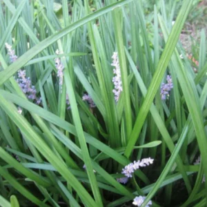 Liriope Monkey Grass Plants - 50 Bare Root Perennial Border Grass - Green Foliage - Lavender Flowers
