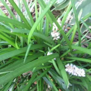 Liriope Monkey Grass Plants - 50 Bare Root Perennial Border Grass - Green Foliage - Lavender Flowers