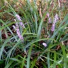 Liriope Monkey Grass Plants - 99 Bare Root Perennial Border Grass Springs with Lavender Flowers