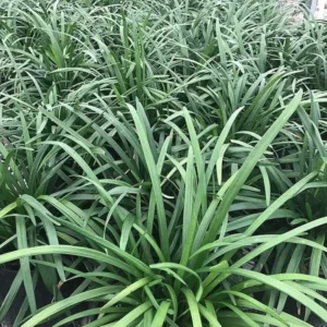Liriope Monkey Grass Plants - 99 Bare Root Perennial Border Grass Springs with Lavender Flowers