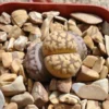 Lithops Karasmontana Bella - Living Stone Plant - 2.5" Pot - Unique Pattern