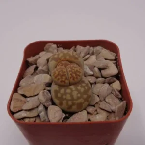 Lithops Karasmontana Bella - Living Stone Plant - 2.5" Pot - Unique Pattern