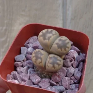 Lithops Karasmontana Bella - Living Stone Plant - 2.5