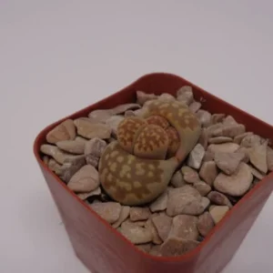 Lithops Karasmontana Bella - Living Stone Plant - 2.5