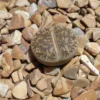 Lithops Lesliei Kimberley Living Stones Succulents 2 inch Pot