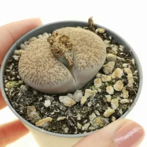 Lithops Lesliei Kimberley Living Stones Succulents 2 inch Pot