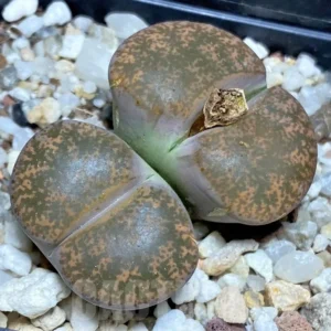 Lithops Lesliei Kimberley Living Stones Succulents 2 inch Pot