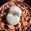 Lithops Living Stones Succulents 2 inch Pot