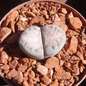 Lithops Living Stones Succulents 2 inch Pot